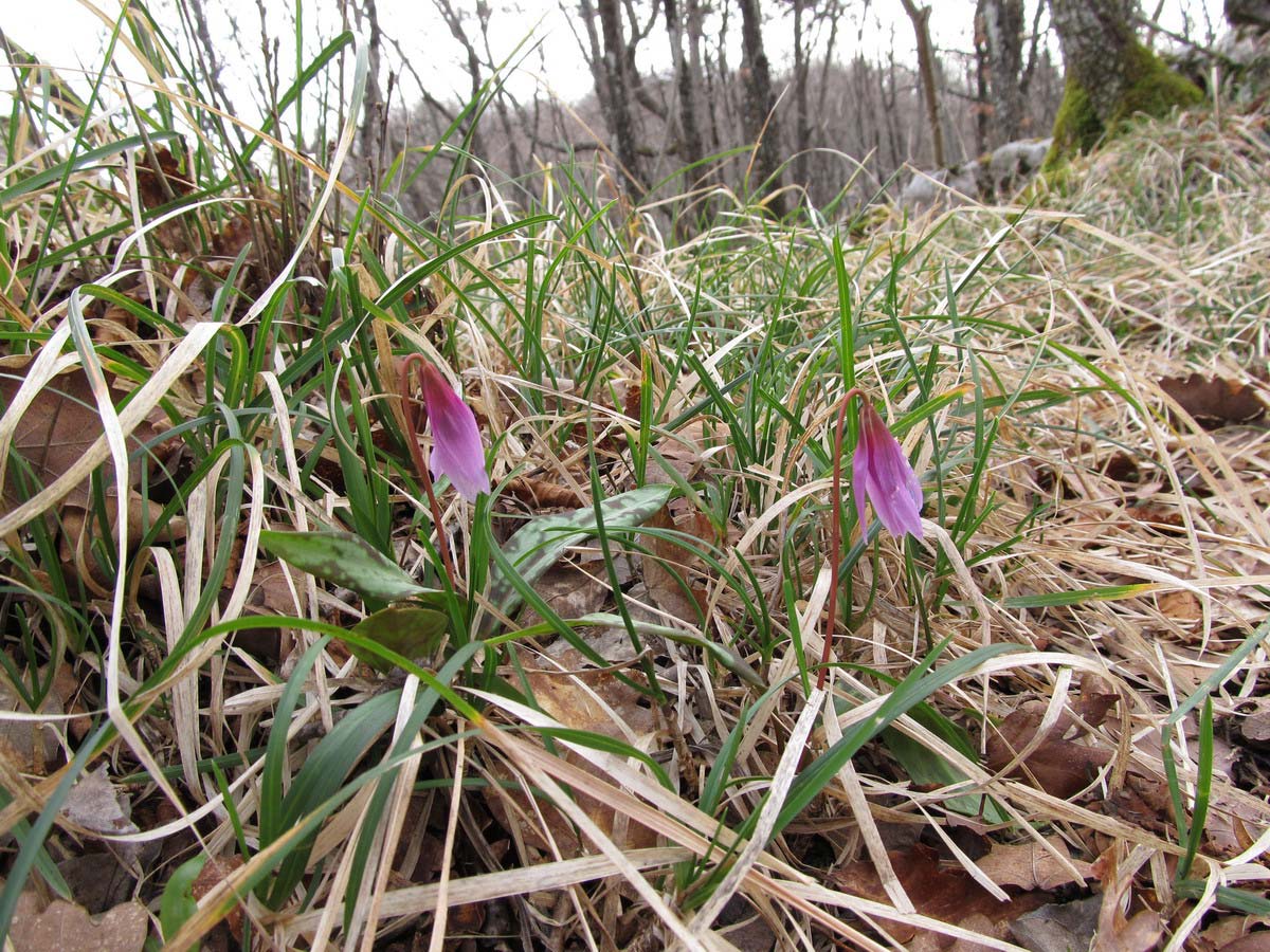 Le ultime arrivate tra le piante gi� fiorite